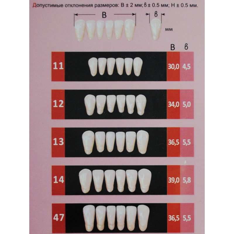 Какого цвета должны быть зубы. Зубы "Эстедент-02" (20 гарнитуров) а2/25 /Стома/. Зубы искусственные пластмассовые Эстедент 02. Гарнитуры нижних передних зубов Эстедент. Зубы Эстедент таблица размеров.