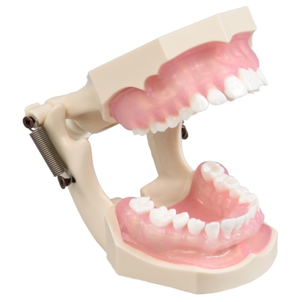 Модель челюсти 28 зубов